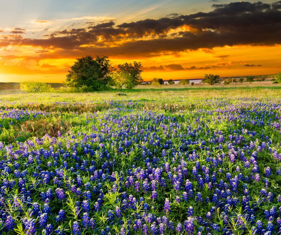 Nature camps in Southlake Texas at sunset, with bluebonnets.