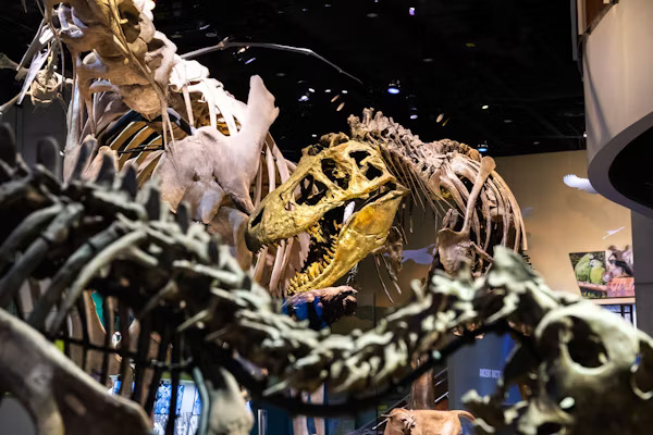 A dinosaur skeleton on display at the Perot Museum of Nature and Science, a kid-friendly attraction in Dallas.