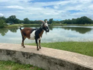YMCA Camp Carter -DFW Camp Expo